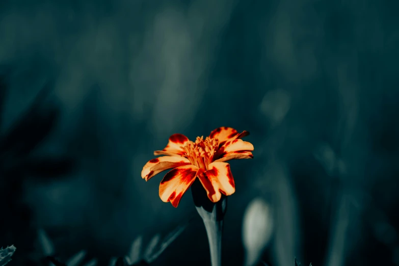 there is a orange flower growing out of a grass patch