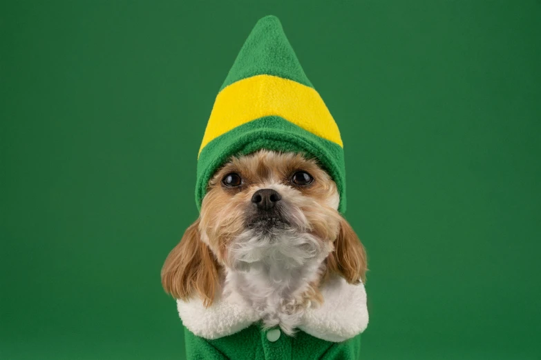 a small dog wearing a festive green outfit