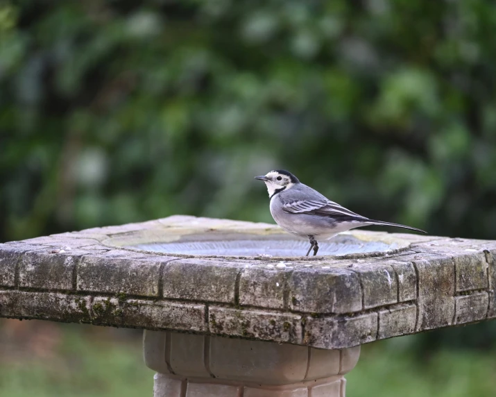 a bird is standing on the edge of a cement fountain