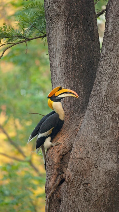 a black and yellow toucan is on the tree's nch