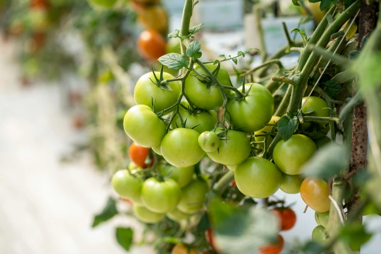 a lot of green tomatoes growing in a plant