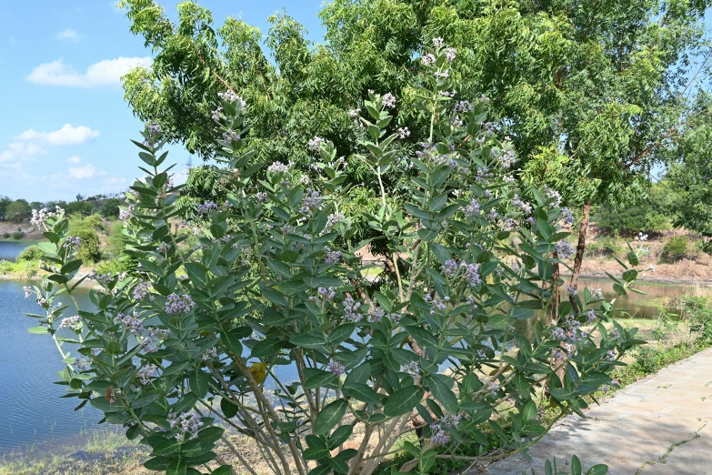 tree with very thick nches in front of a body of water