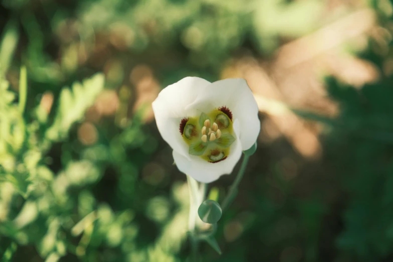 a close up view of a white flower with green leaves