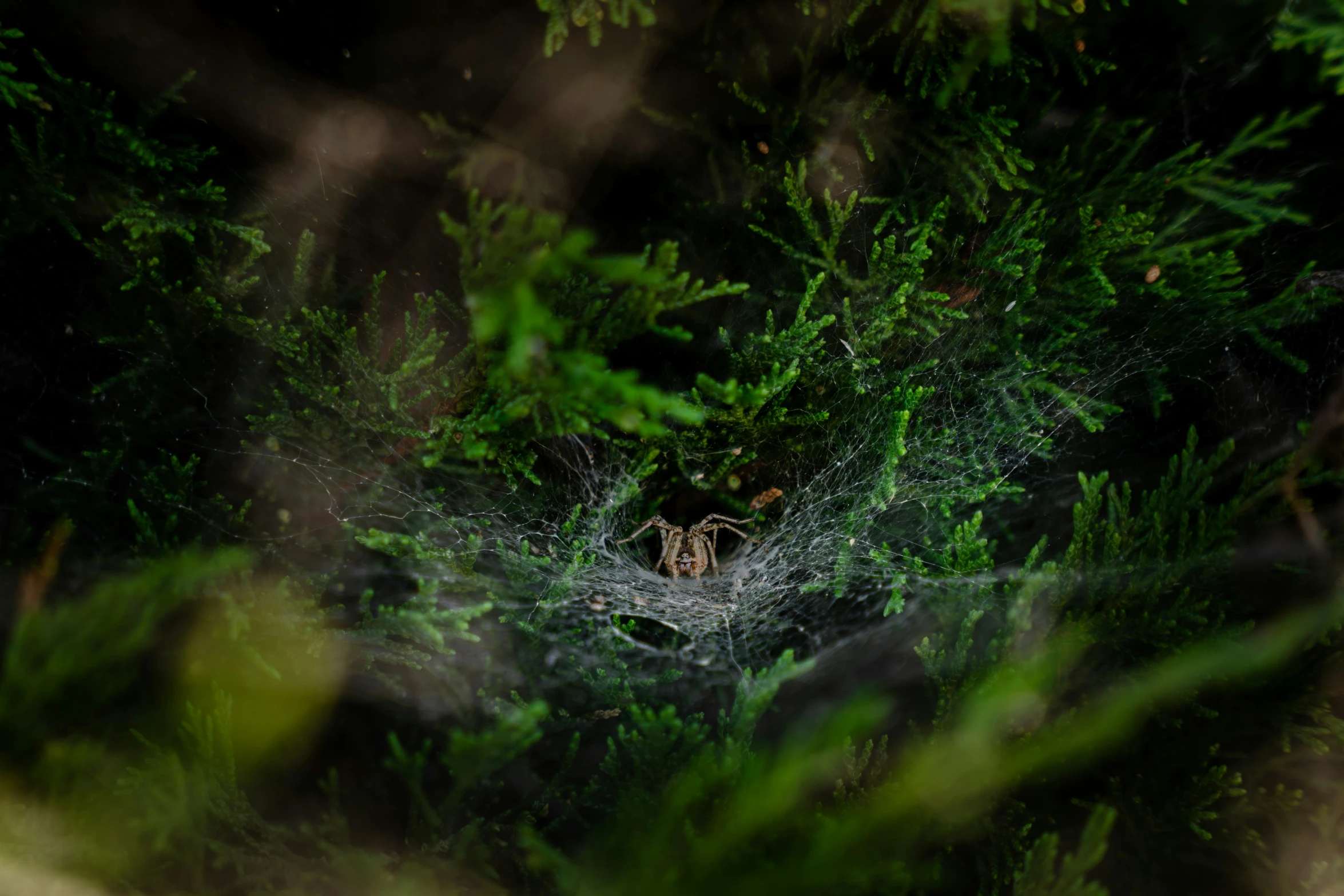 a web spider sitting on a tree nch in the middle of a forest