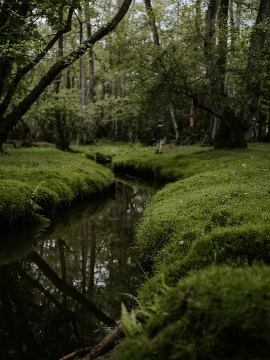 person walking through a forest of green grass