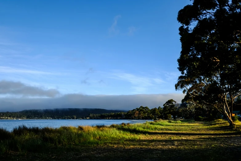 a lone tree on the bank of a lake