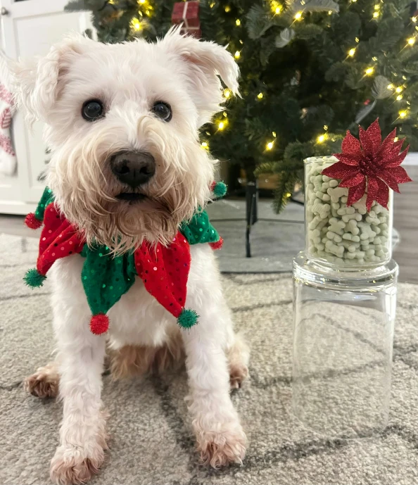 a dog dressed up like an elf sitting on a table