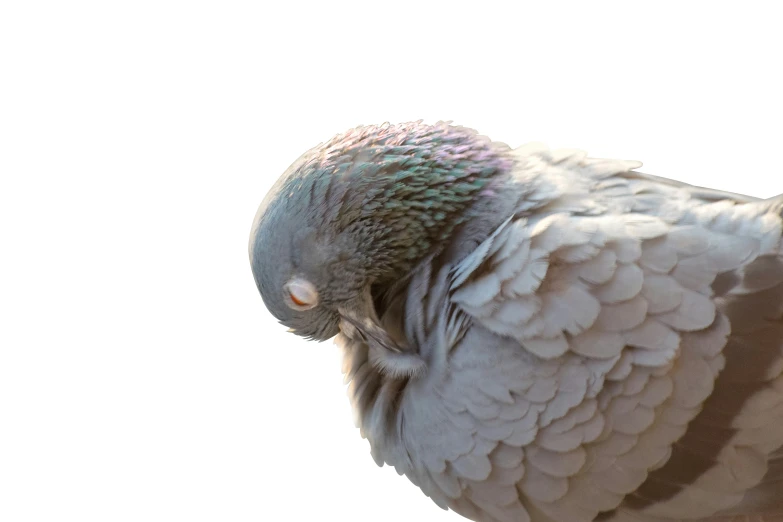 a close up of a bird with many wings