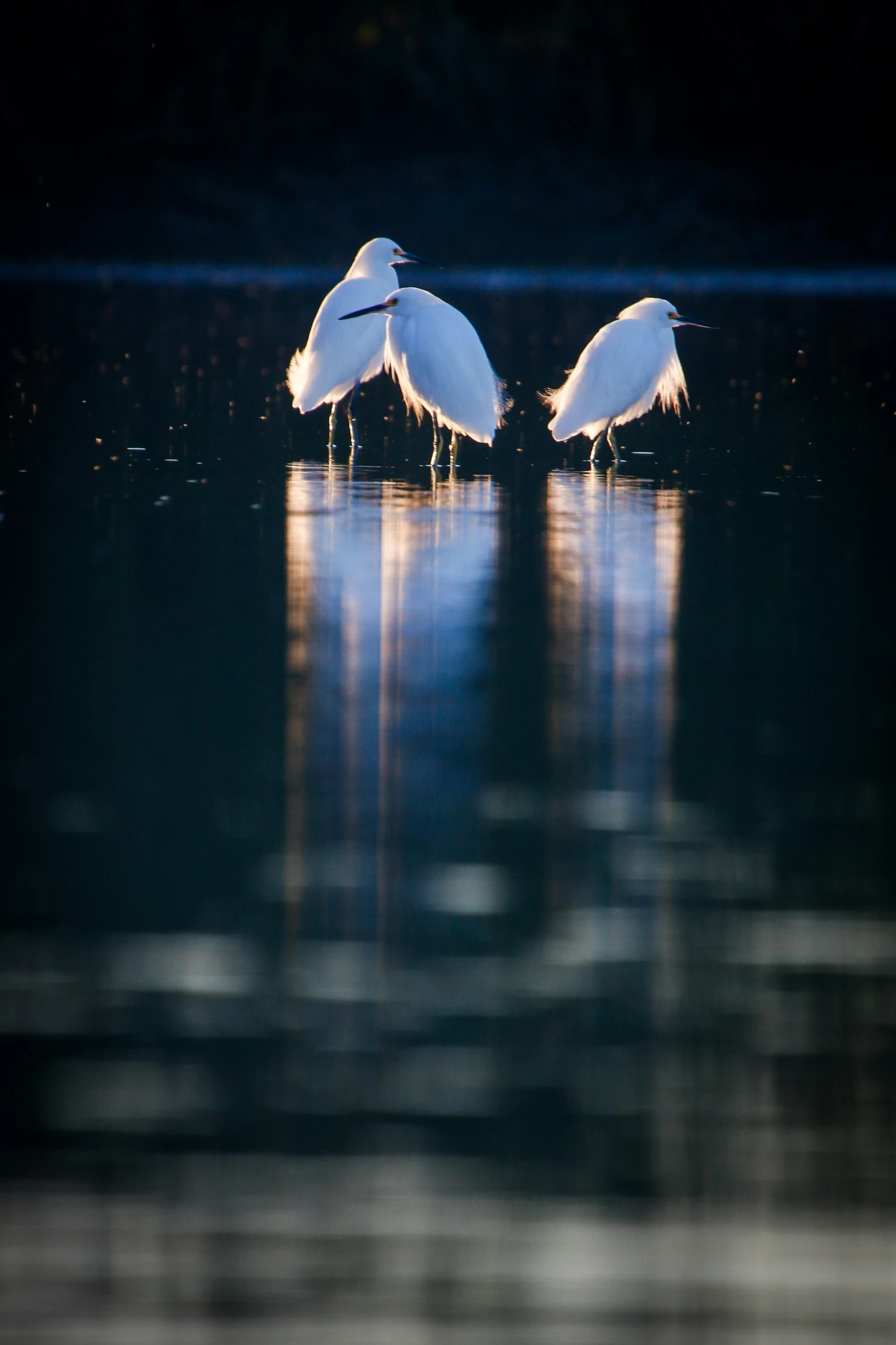 three white birds wading along in the water