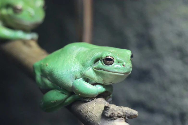 two small green frog figurines sit on a twig