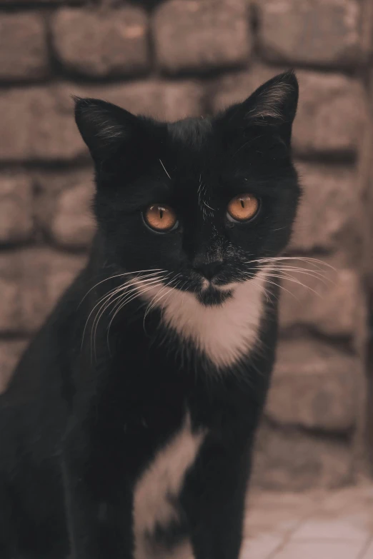 a black cat with yellow eyes standing in front of a wall