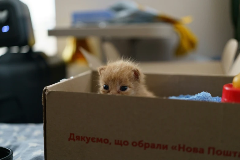 a kitten looking out from a box on a table