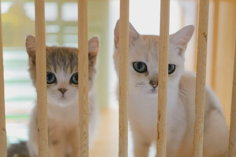 two white and orange cat behind bars of a wooden gate