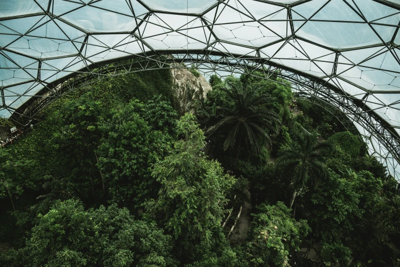 looking up at the inside of an outdoor canopy in the woods