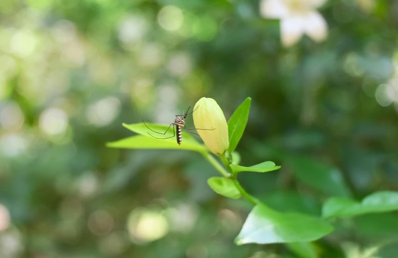 a fly is resting on a small yellow flower