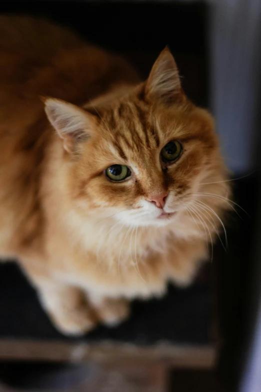 there is a small cat that is sitting on a table