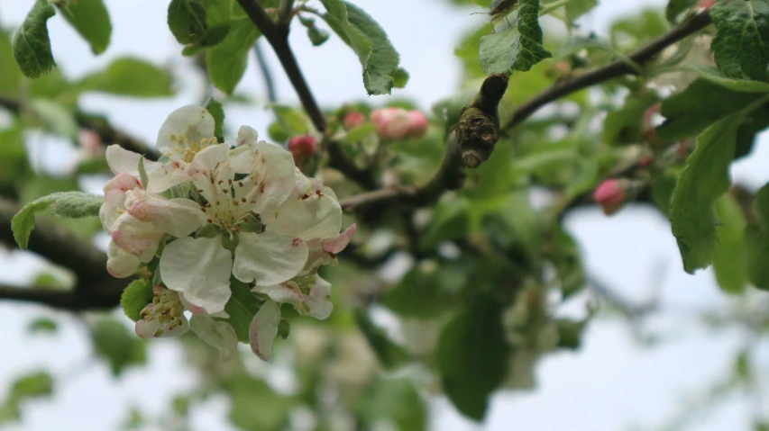 some white flowers and green leaves on a tree