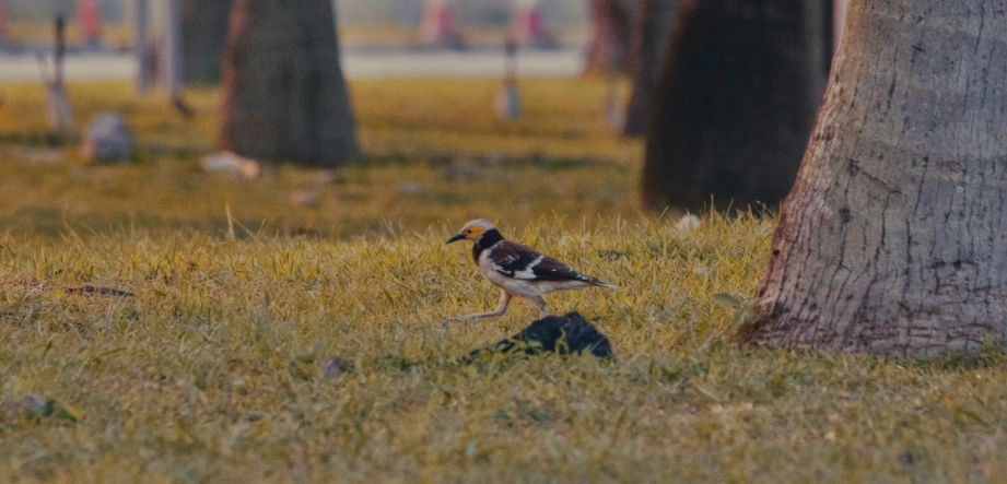 two small birds sit on the grass near trees