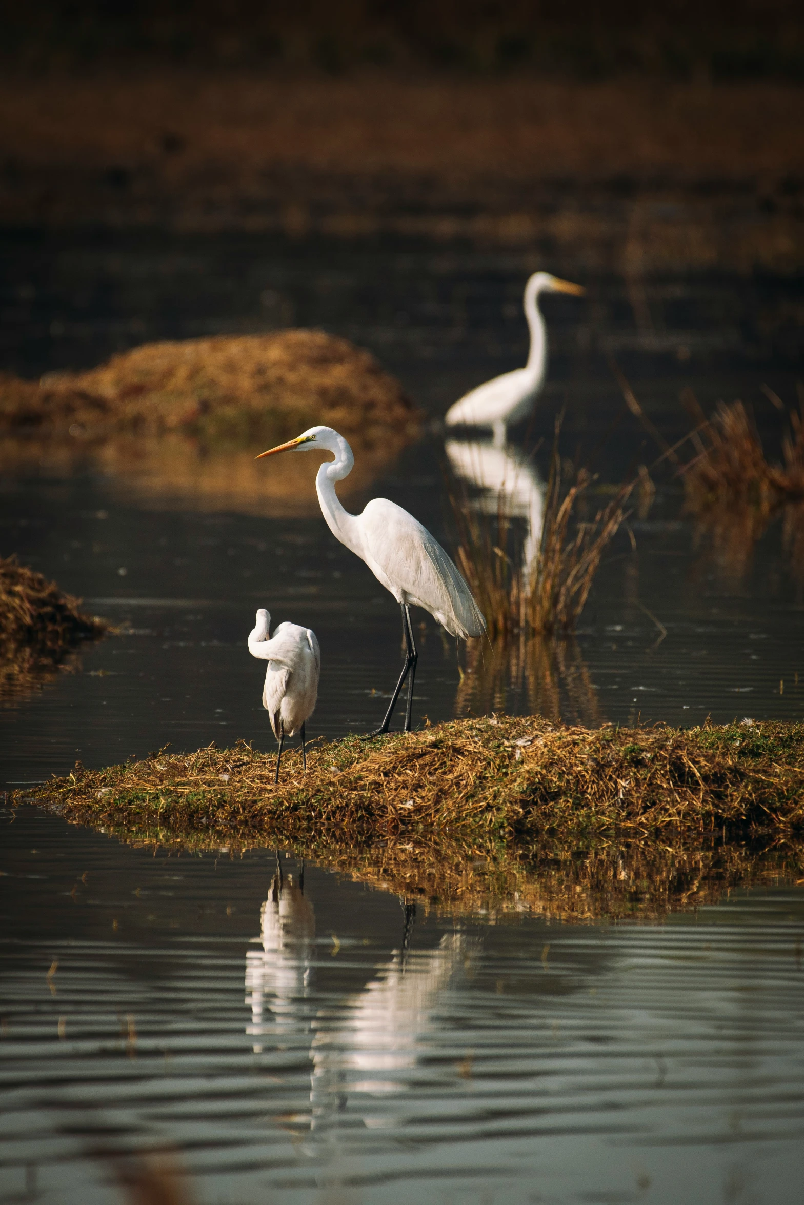 the large bird stands on a small island near another bird