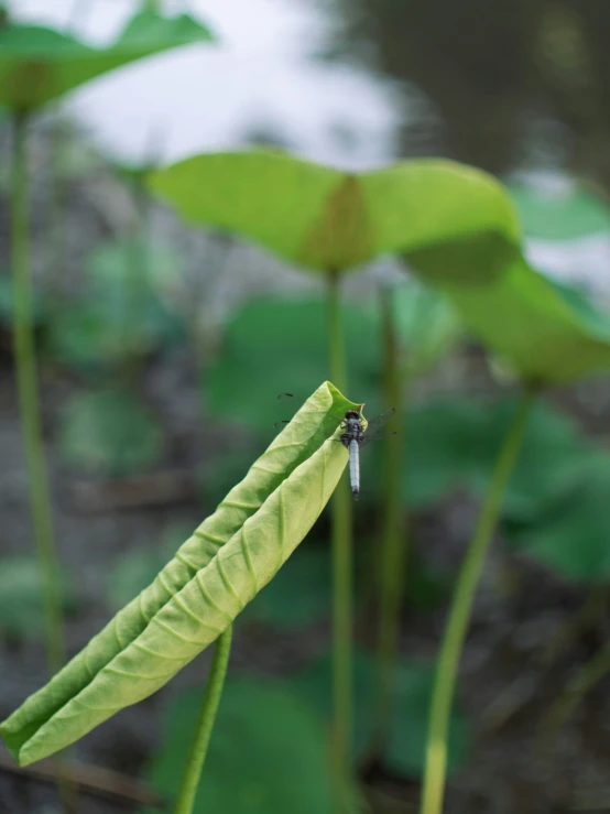 the insect is perched on a large leaf