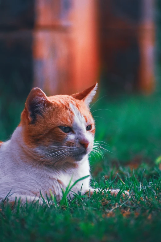 an orange and white cat lying in the grass