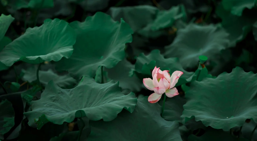 a flower growing in the middle of lots of leaves