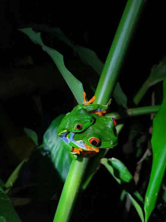 a green tree frog with red feet sitting on top of a plant