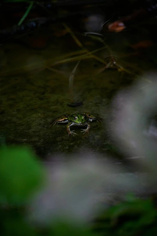 a close up of a frog in water