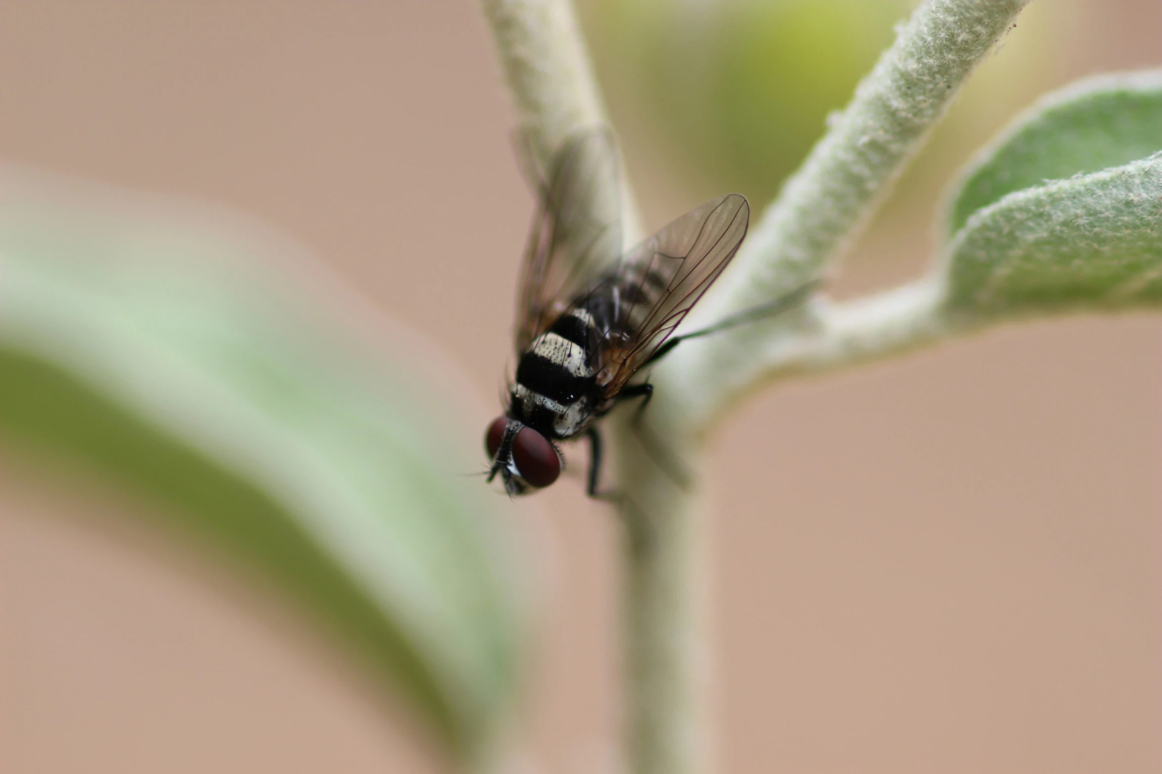 close up of an insect on a plant leaf