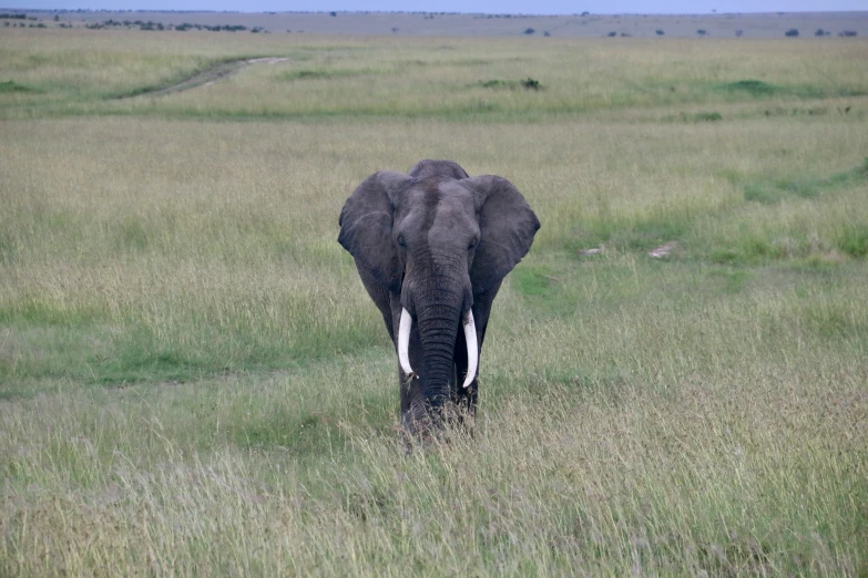 an elephant standing in the middle of an empty field