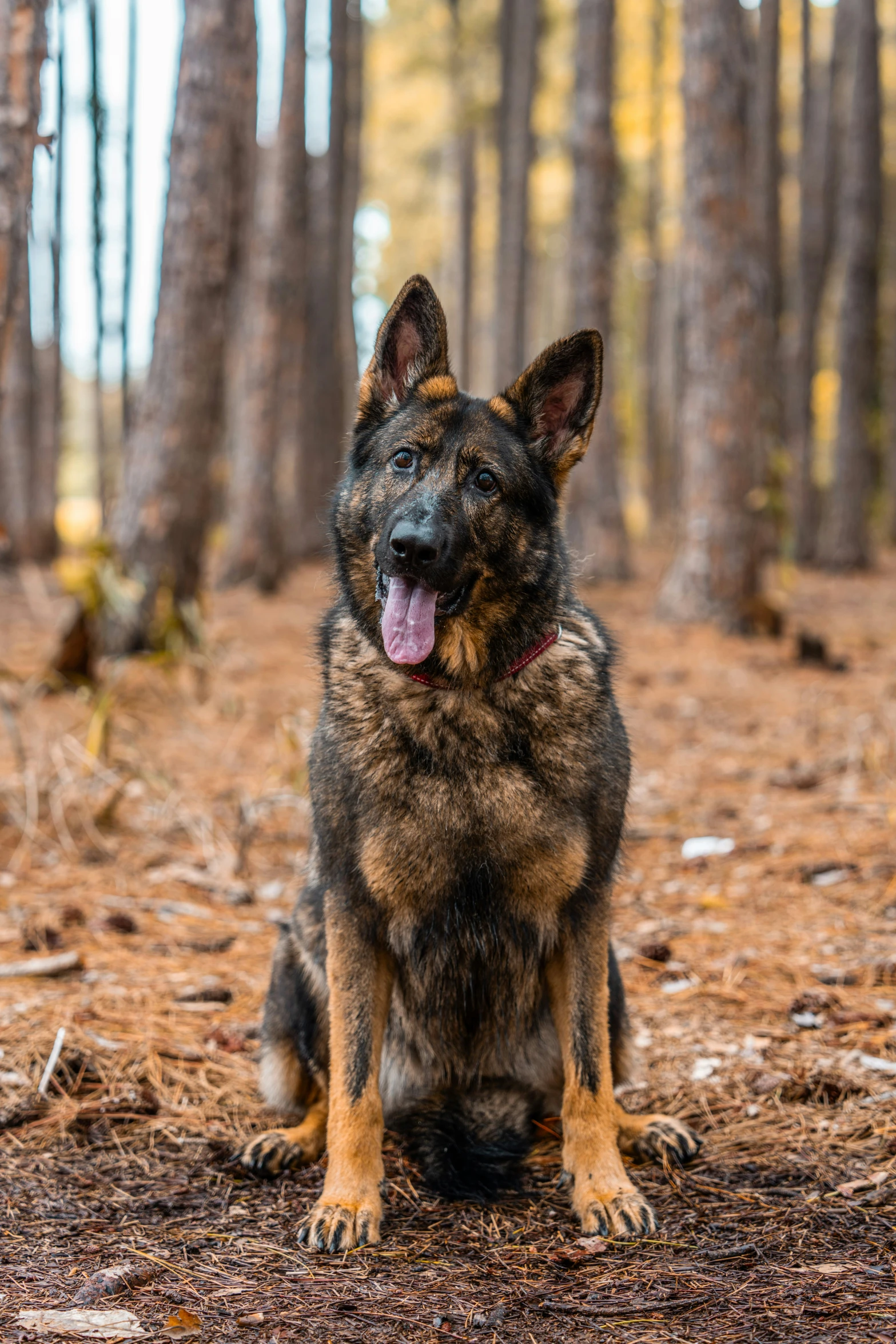 the large dog has long teeth and is sitting in the woods