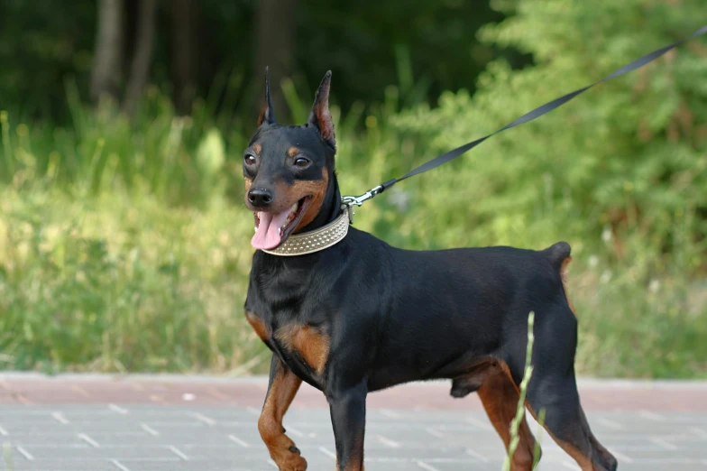 a black and brown dog with his tongue out, walking on a leash