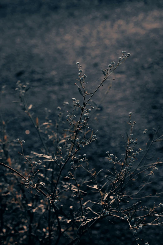 wet plants are seen in the fog on a cold day