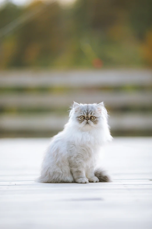 a gray and white cat with eyes wide open