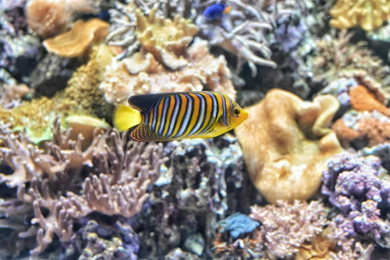 a yellow, black and orange fish among seaweed