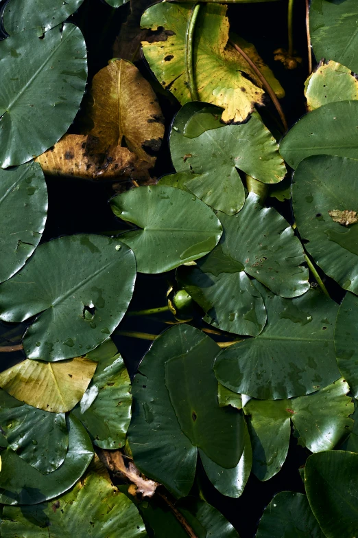 a pond filled with lots of leaves on top of a lush green surface