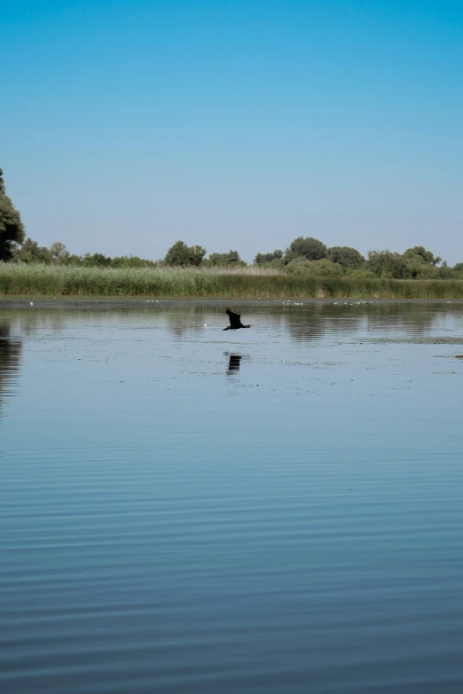 a bird that is sitting in the water