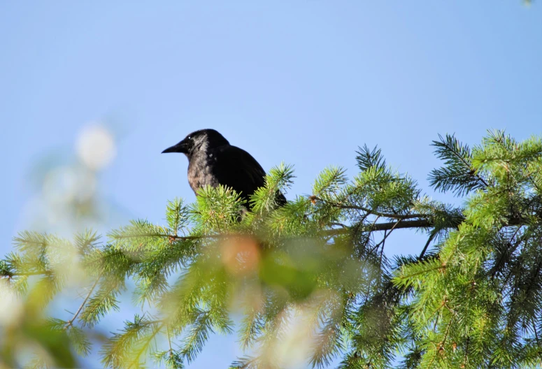 the black bird sits on the nch of the pine tree