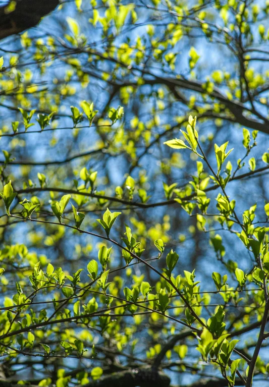 the leaves of trees are bright green