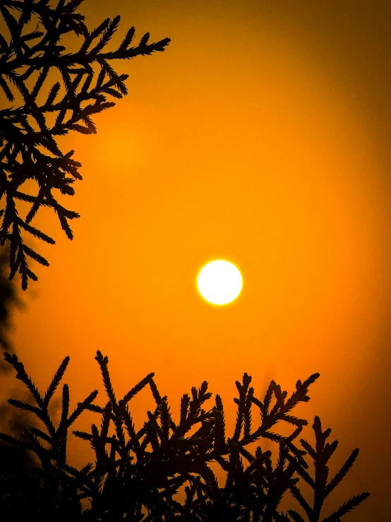 an orange sunset over some green trees