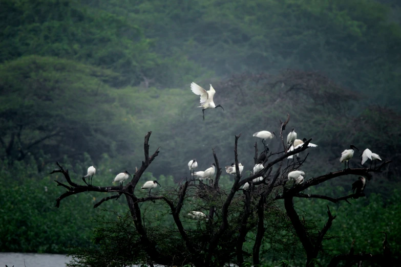 a flock of white birds sitting on top of trees