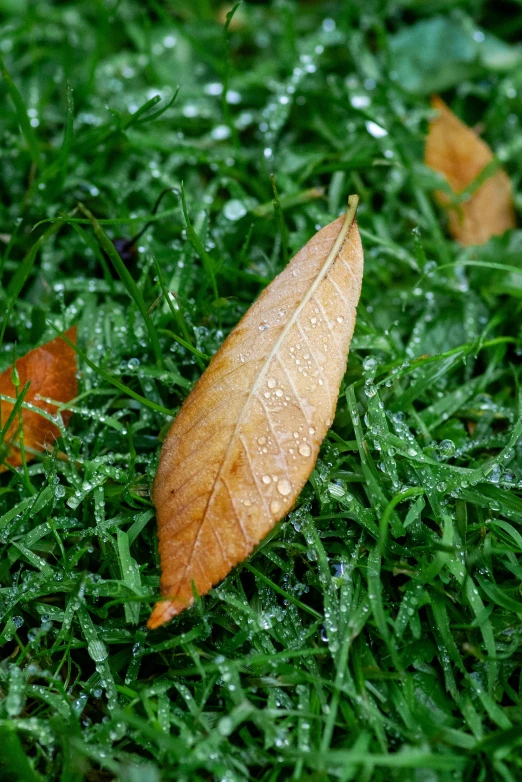 a leaf with two leafs that are attached to the grass