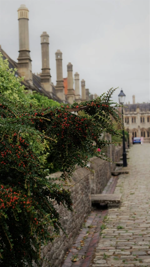 the flower on the tree is in the middle of the street