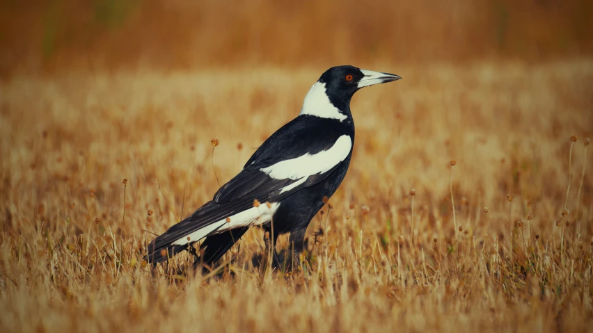 black and white bird standing in grassy area next to tall grass