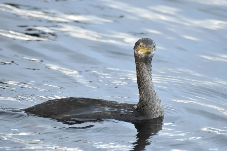 a grey duck floating in the water in a pond