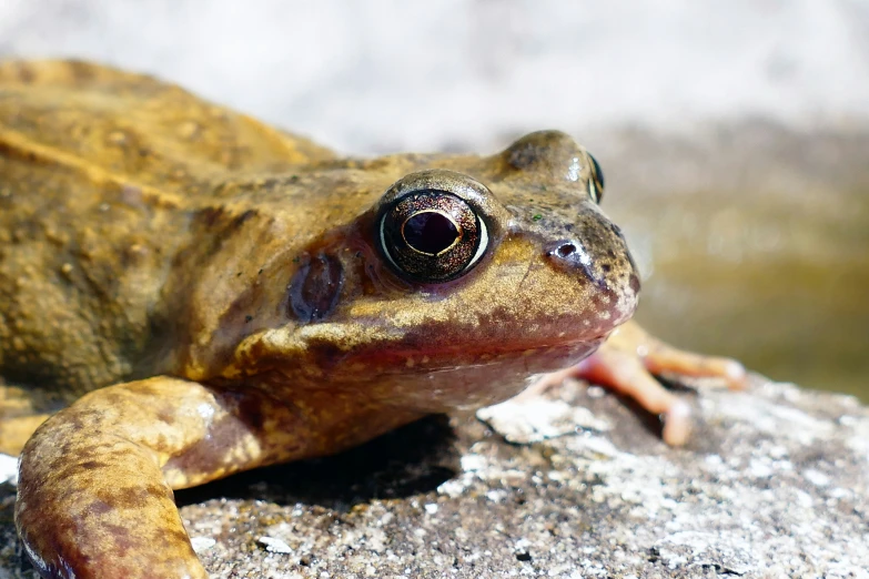 a small brown frog on top of a rock