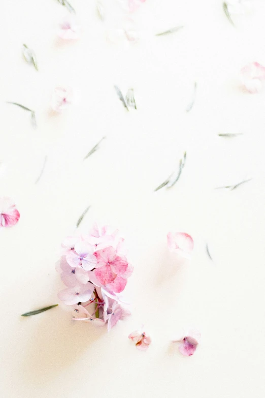 pink flowers on a white surface and scattered pink petals