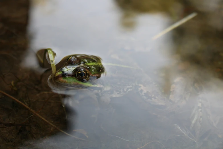 a small frog with its head and front end turned in the water