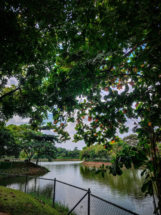 a beautiful river flowing through a lush green forest