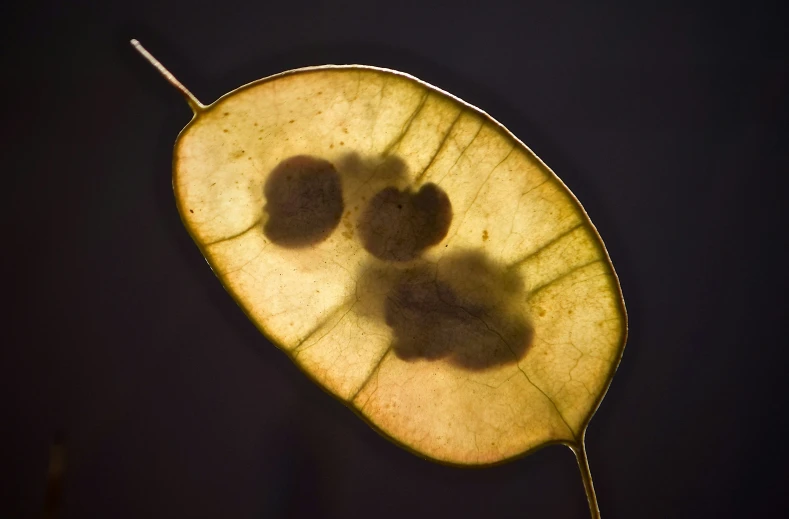 a yellow leaf with some tiny gray leaves on it